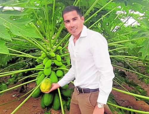 Grupo Durán duplicará la producción de papaya para asentar su liderazgo europeo